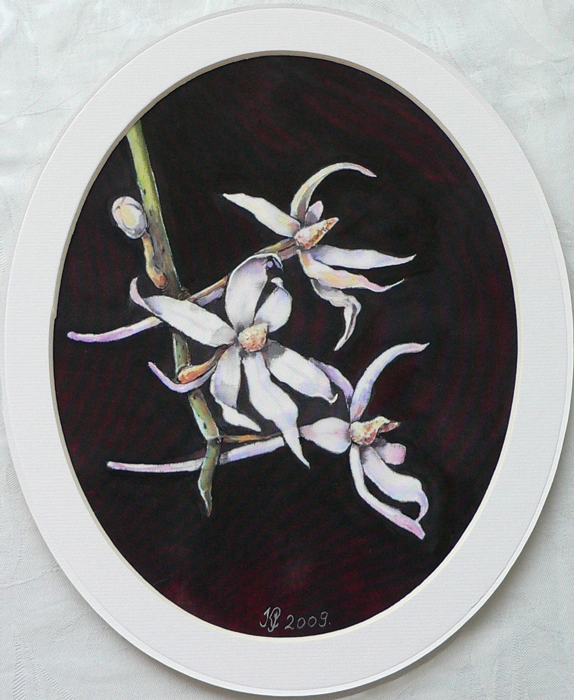 Orchideák 02. Aerangis biloba 2009