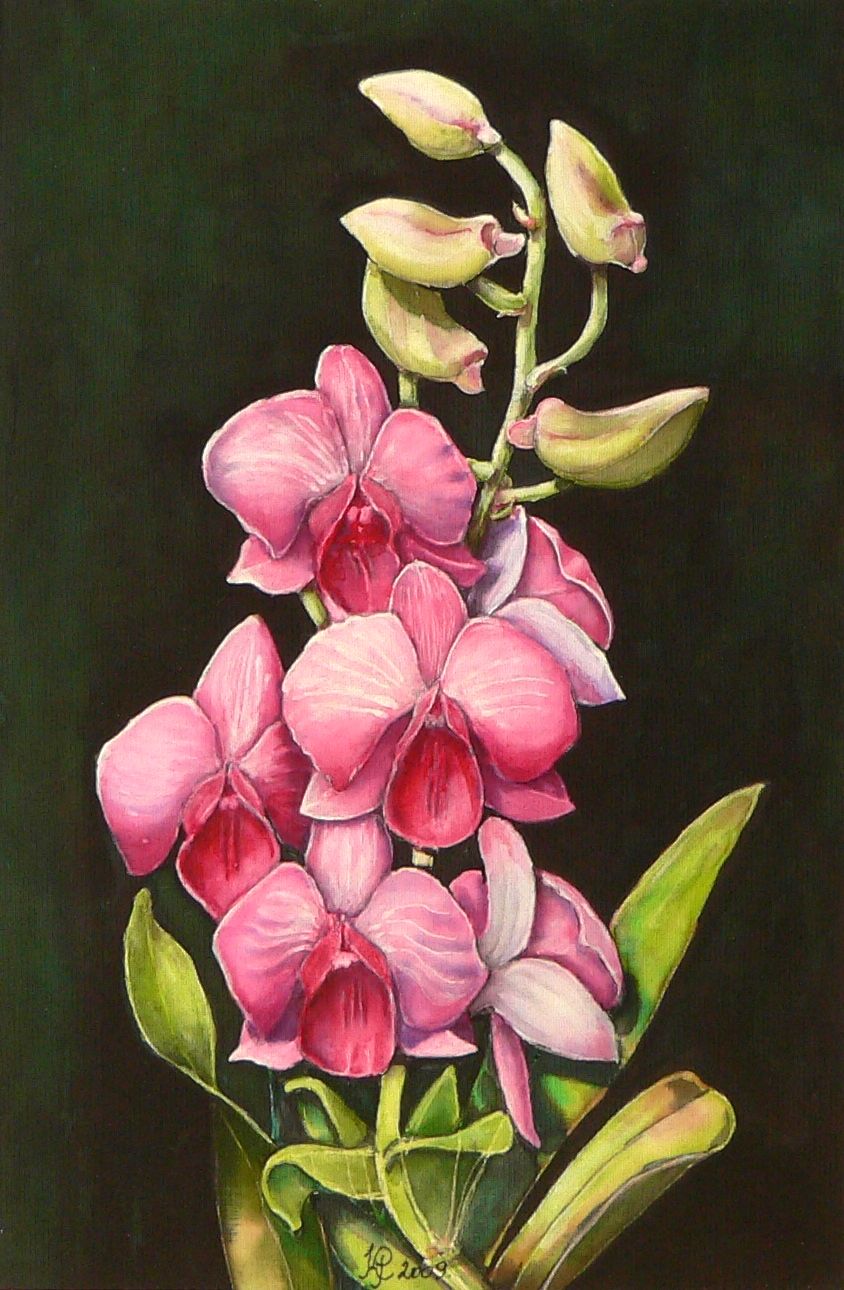 Orchideák 11. Dendrobium phalaenopsis 2009