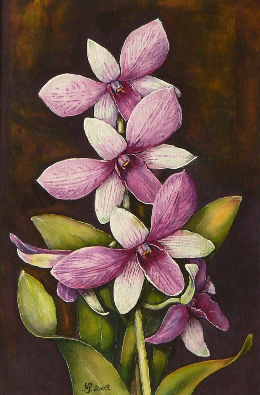 Orchideák 12. Leptotes bikolor 2009