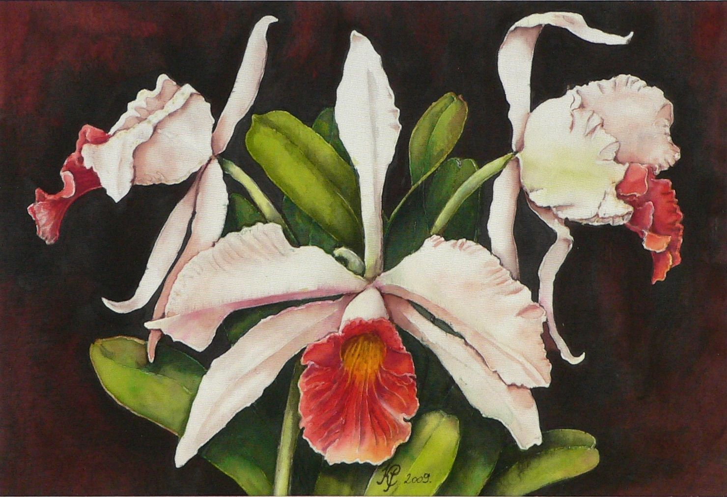 Orchideák 16. Laelia purpurata carnea antonia 2009