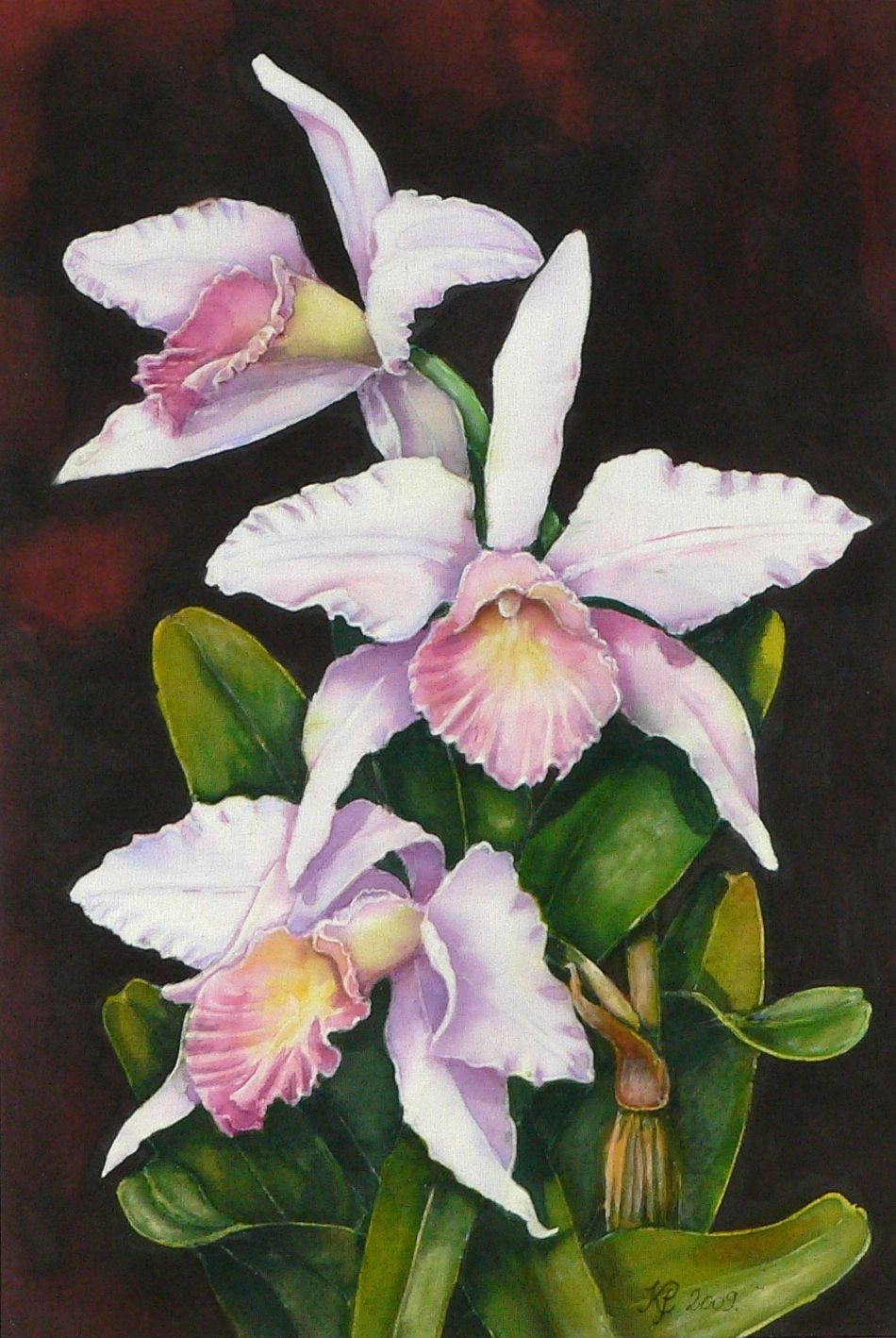 Orchideák 17. Laelia purpurata russeliana mandayana 2009