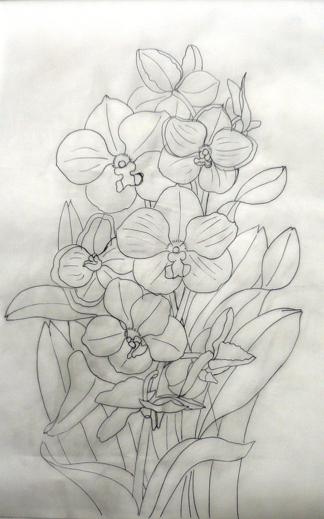Orchideák:  a rajz elkészítése