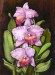 Orchideák 09. Cattleya gaskelliana 2009
