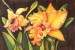 Orchideák 10. Cattleya 2009