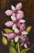 Orchideák 12. Leptotes bikolor 2009