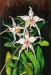 Orchideák 14. Odontoglossum 2009