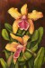 Orchideák 15. Cattleya frasquita 2009