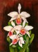 Orchideák 18. Laelia purpurata russeliana 2009