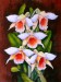 Orchideák 19.  Dendrobium cariniferum 2009
