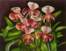 Orchideák 20. Paphiopedilum hibrid 2009