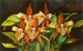 Orchideák 21. Lemboglossum macula 2009