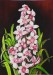 Orhideák 00. Cymbidium 2006