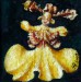 Orchidea balerina, Oncidium Varicosum 2009