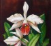 Orchideák 30. Laelia purpurata russeliana 2010