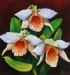 Orchideák 32. Dendrobium Cariniferum 2010