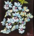 Orchideák 33. Calanthe Vestica 2010