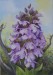 (569)A magyar orchidea, Kosbor. 31x22 cm, selyem