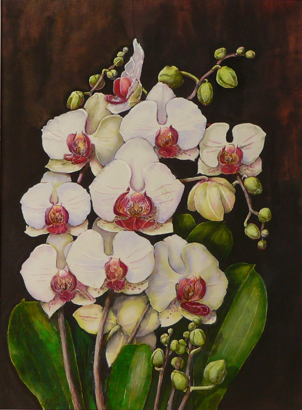 Orchideák 07. Phalaenopsis bouquet 2009