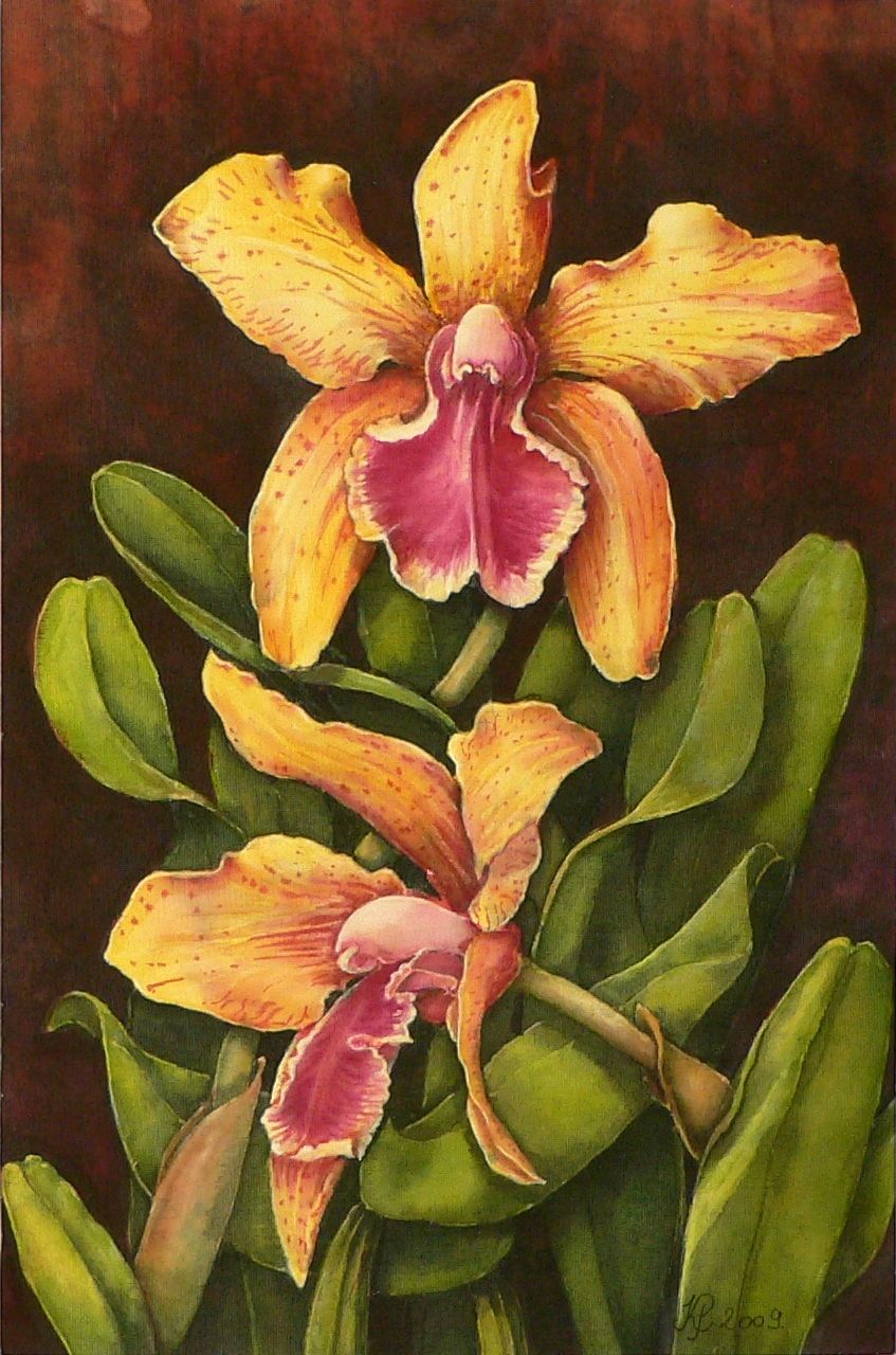 Orchideák 15. Cattleya frasquita 2009