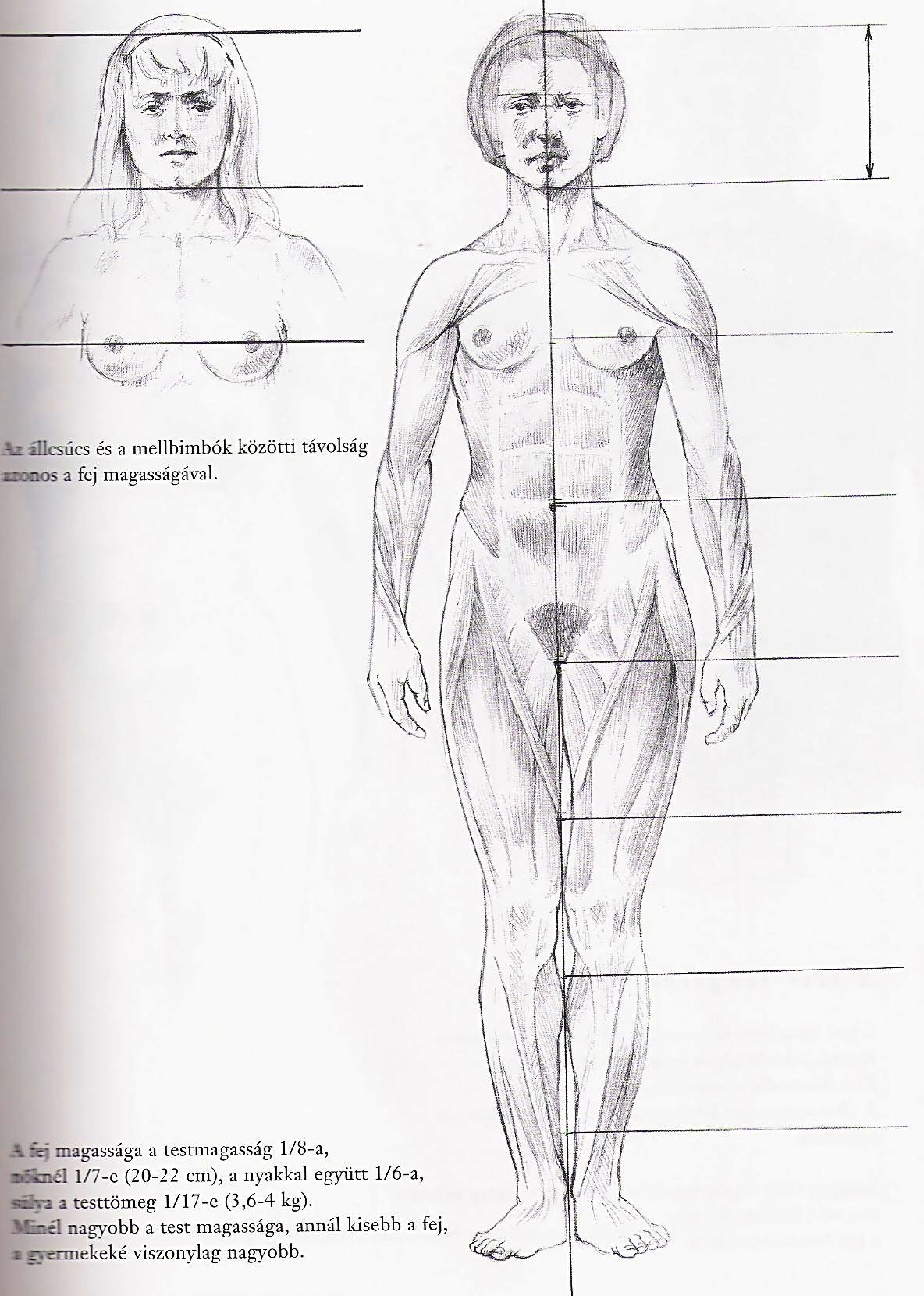 7.A felnőtt emberi test felosztása